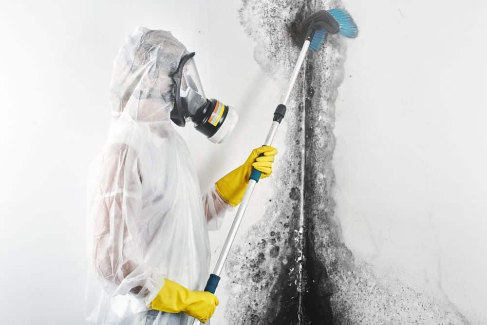 iDry technician in full PPE scrubbing black mould from wall during remediation in Auckland property