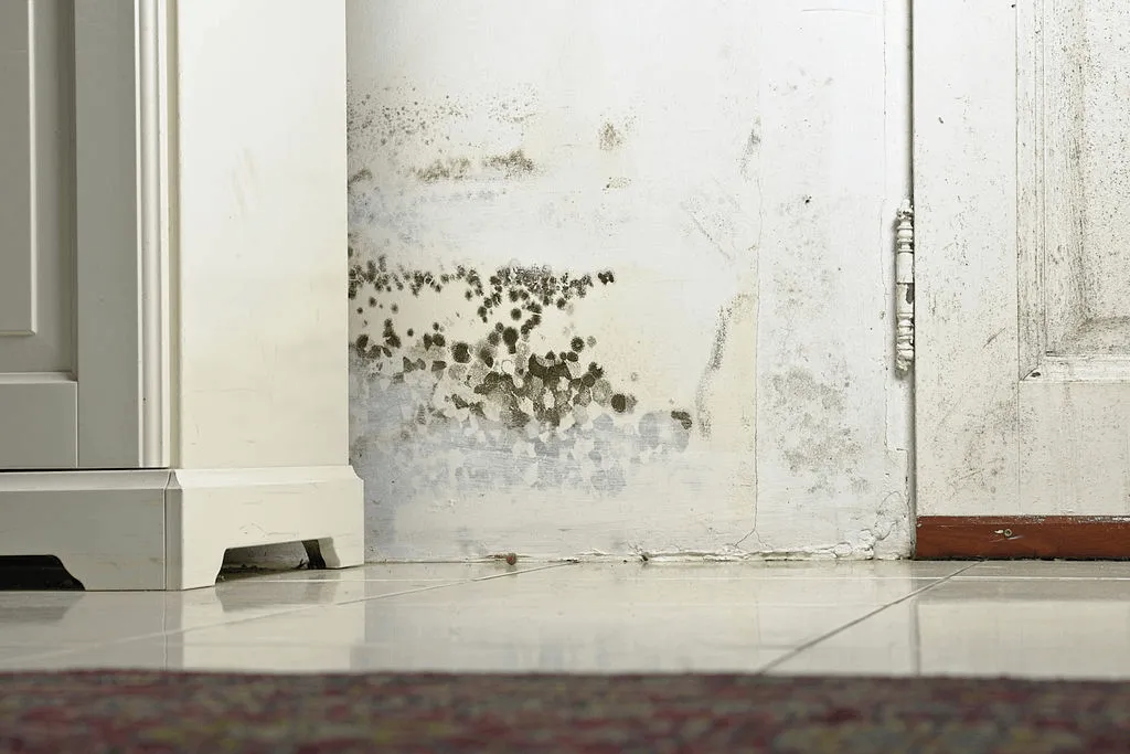 Mould growth on wall requiring professional remediation